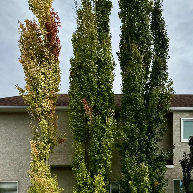 Autumn Beauty Lives in leaves