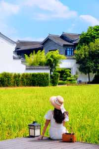 不用去大理！廣東也有自己的「喜洲稻田」。