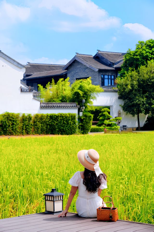 不用去大理！廣東也有自己的「喜洲稻田」。
