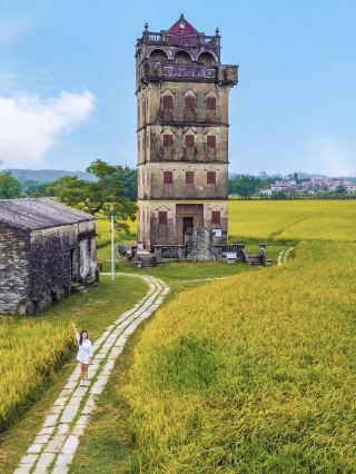 In a few days, Guangdong will welcome the most beautiful golden rice fields. 