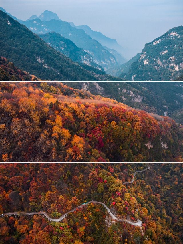 西安周邊我找到了賞秋紅葉天花板。