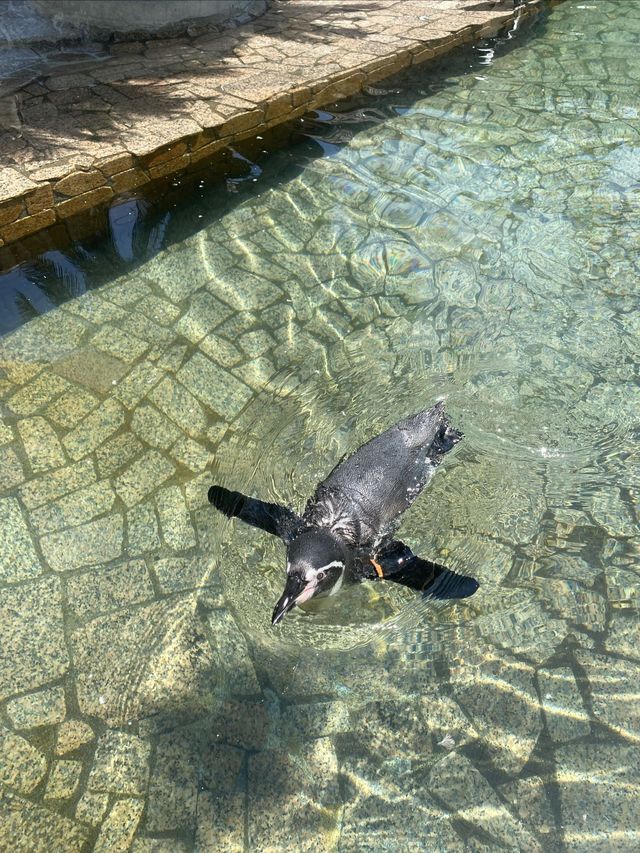 日本°東京ㅣ親子免費近郊好去處ㅣ江戶川區自然動物園。