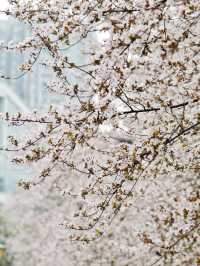 成都的春天來啦快來東湖公園。
