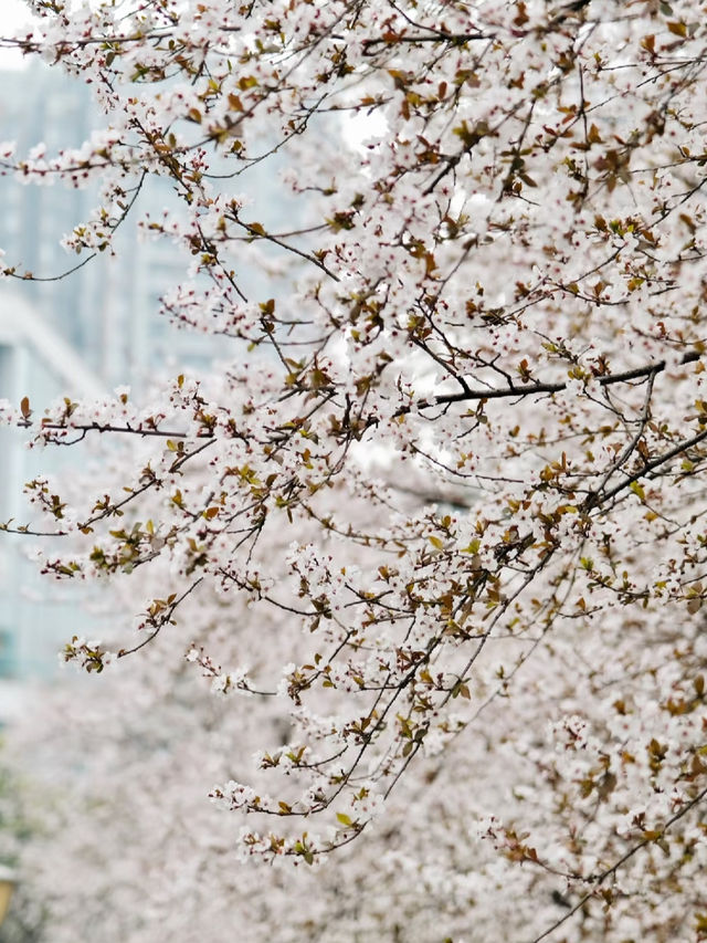 成都的春天來啦快來東湖公園。