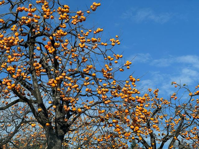 恭城紅岩村的柿子熟了。