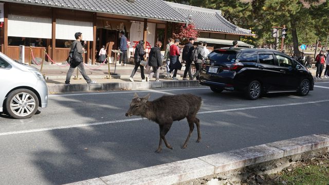 日本賞楓葉最好的時刻