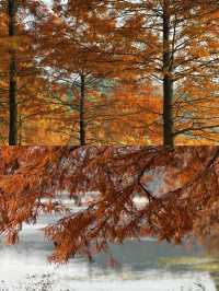 漫步湖畔綠道：享受悠閒時光