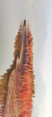 解鎖斜溪村紅樹林，感受自然的原始魅力