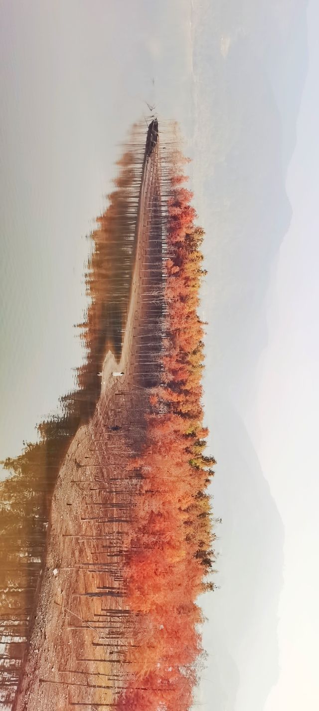 解鎖斜溪村紅樹林，感受自然的原始魅力