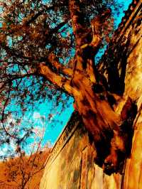 一「魯」生花（二）——山東泰山