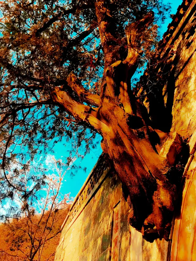 A "Lu" Flower (II) - Mount Tai, Shandong