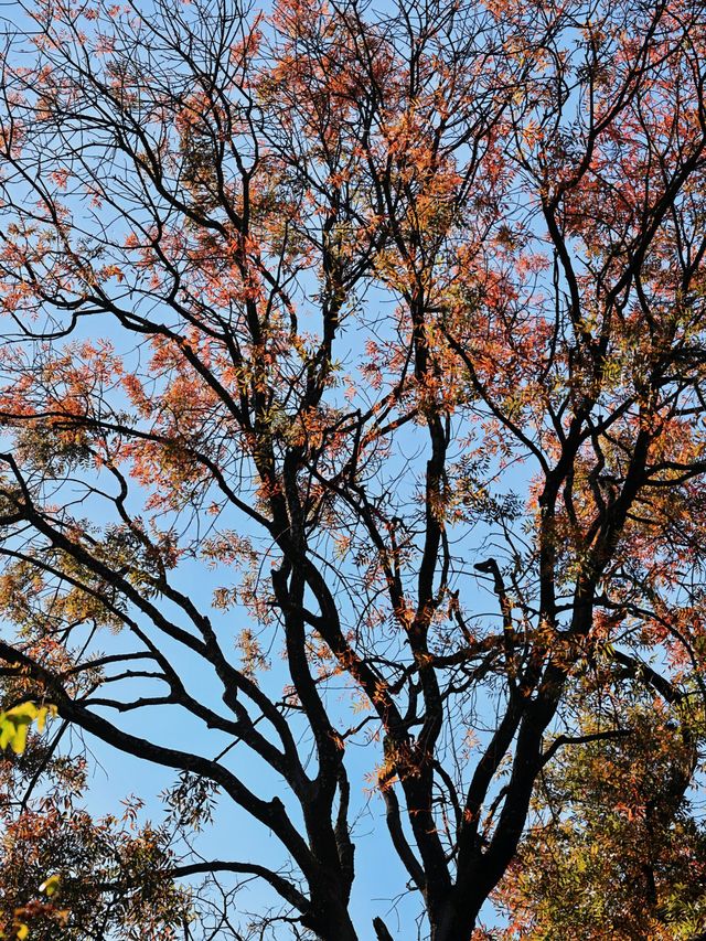 大理彌苴河：百年古樹群，風景無限美！