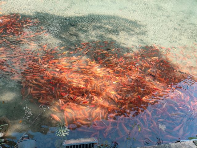 永嘉陶公洞半日遊