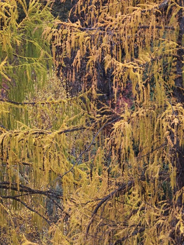 林芝-波密-墨脫6日深度遊 超詳細攻略來襲別錯過