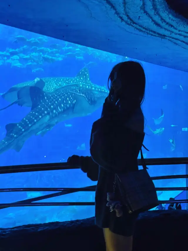 速看確定近期來珠海長隆旅遊要注意……