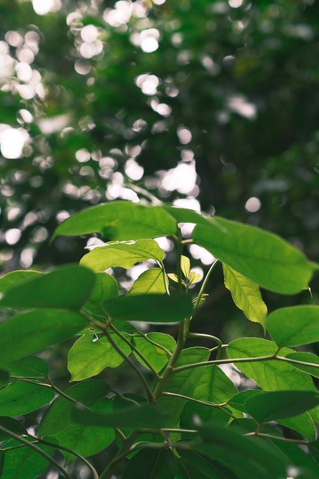 深圳-般若禪寺 | 鬧市中的寧靜禪意
