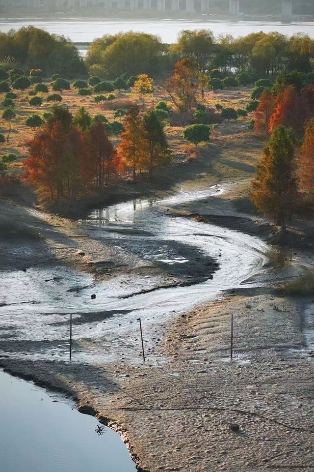 福州水杉林月亮灣！