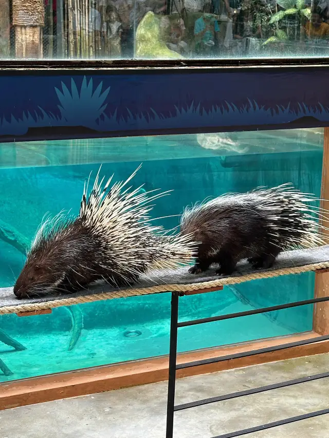 清邁夜間動物園指南：家庭旅遊必遊景點！