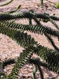 Explore the Auckland Botanic Garden This Spring