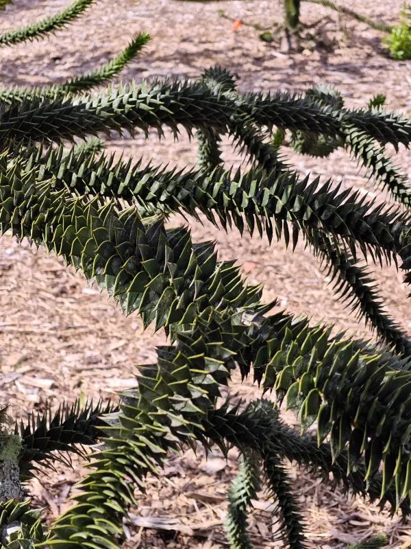 Explore the Auckland Botanic Garden This Spring
