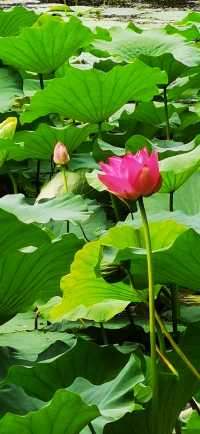 集安•蓮花公園
