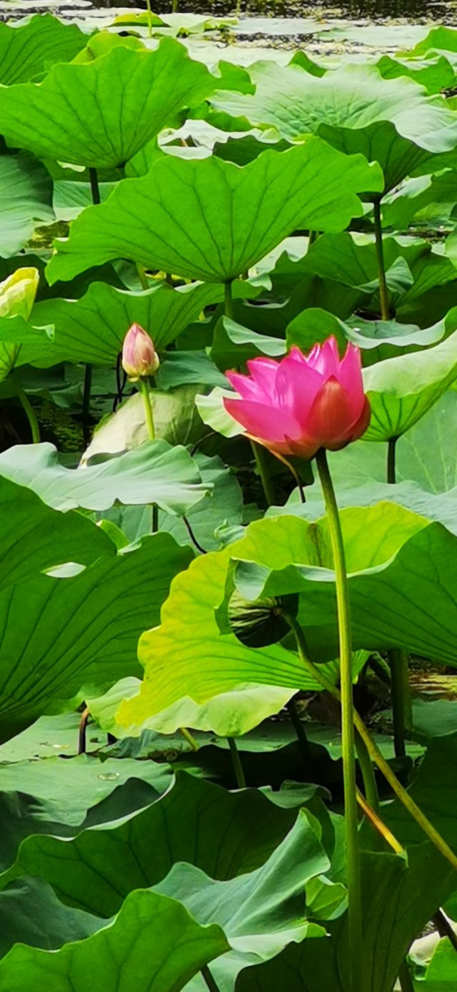 集安•蓮花公園