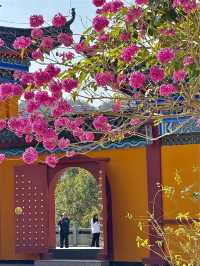 在廣東！！我唯一想去無數次的超大免費寺廟！！