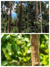 馬來西亞古來縣：自然、文化與購物的完美融合