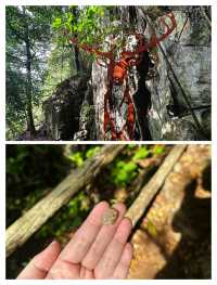 亞羅士打象嶼山，城郊的隱秘登山寶藏。