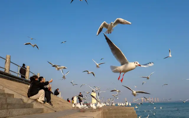 Qingdao Tangdao Bay Seagull Watching Guide