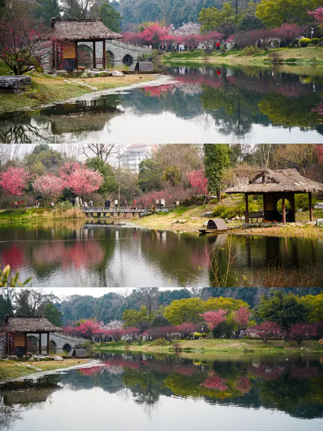 Actual photos of plum blossom viewing in Chengdu in February! Right in downtown Chengdu...