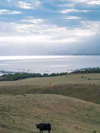 Kaikoura：Heaven for whale-watching