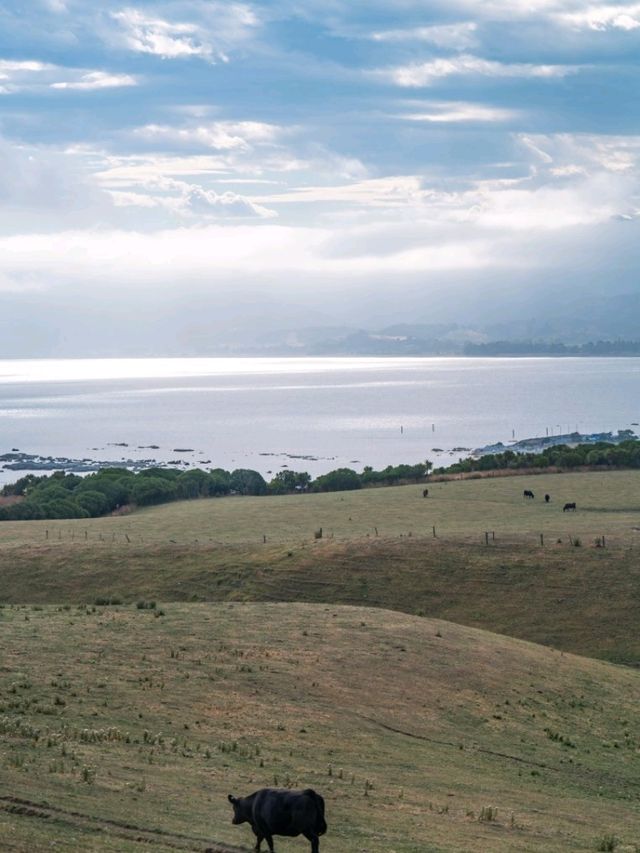 Kaikoura：Heaven for whale-watching