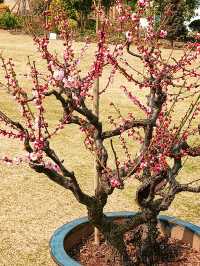 上海，仲去世紀公園？莘莊梅園靚到暈！