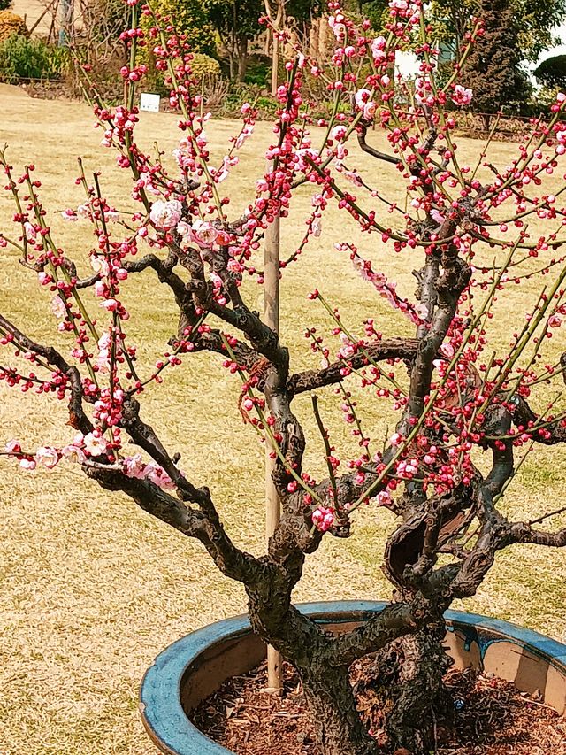上海，仲去世紀公園？莘莊梅園靚到暈！