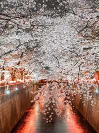 4月櫻花跟拍團 | 穿越千葉南房總的春天。