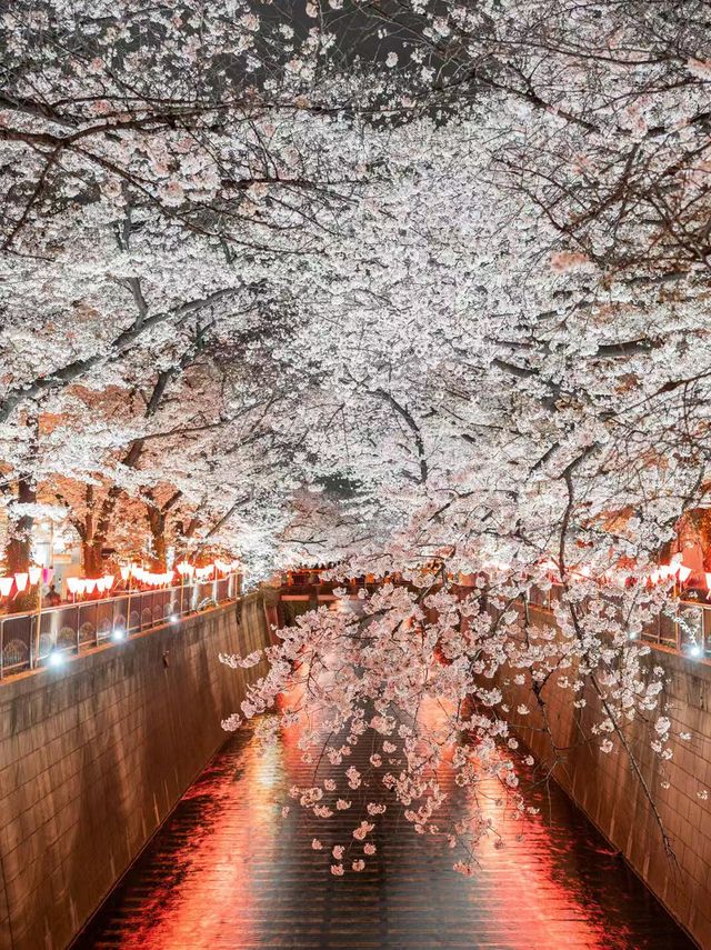 4月櫻花跟拍團 | 穿越千葉南房總的春天。
