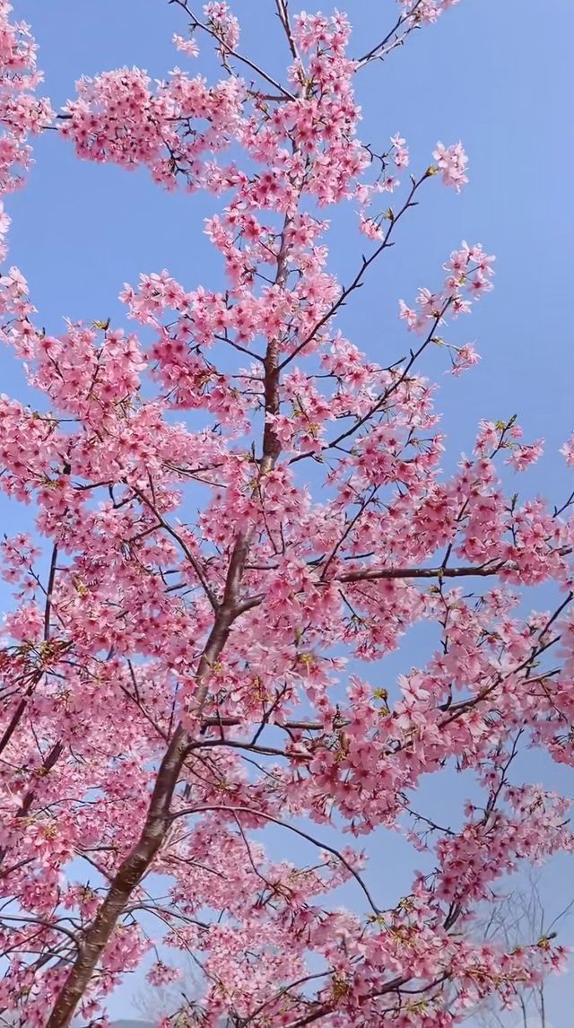 《昆明圓通山：櫻花爛漫的夢幻之旅》