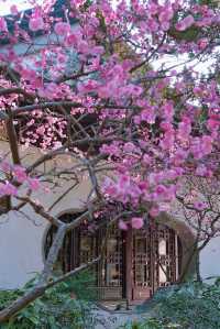 魔都免費賞梅秘境!