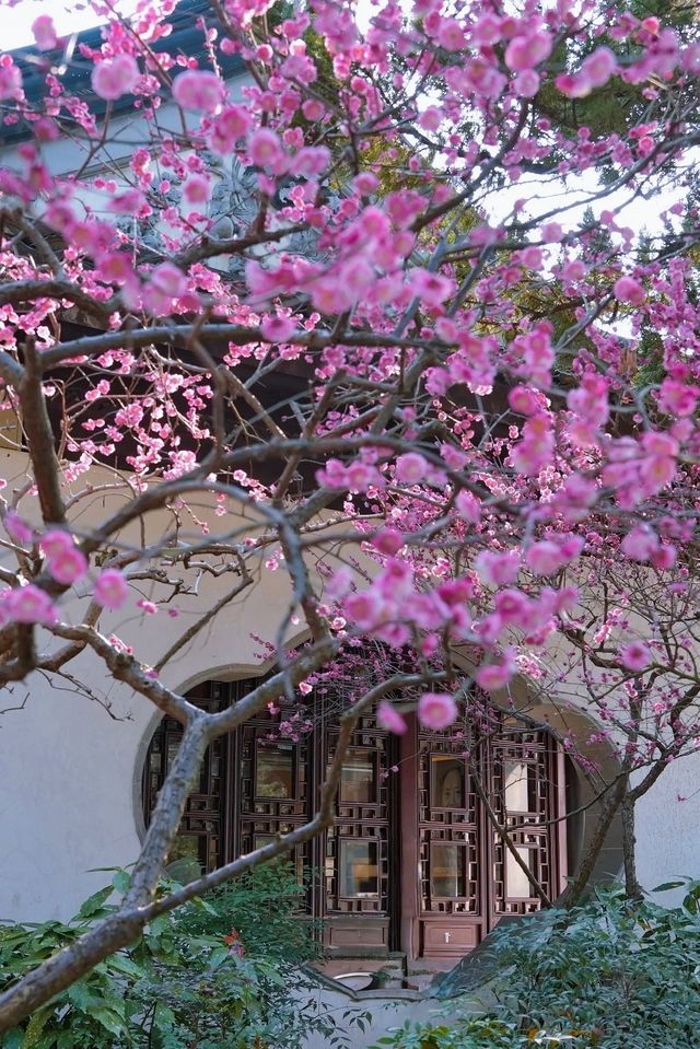 魔都免費賞梅秘境! 魔都免費賞梅秘境!