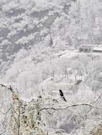 Xian Snowflakes beauty in winter. 