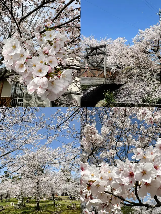 Experience Cherry Blossoms in Nagoya This Spring