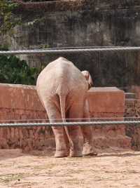 廣州動物園20元的快樂