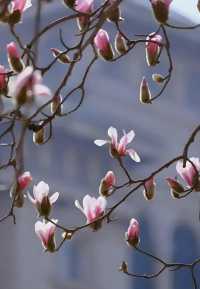 玉蘭吐芳