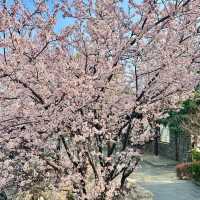 巨新‼️別去東湖櫻園人擠人了🌸這裡更好拍