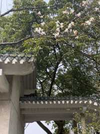 重慶鵝嶺公園山茶花傲然綻放，中式意境十足！