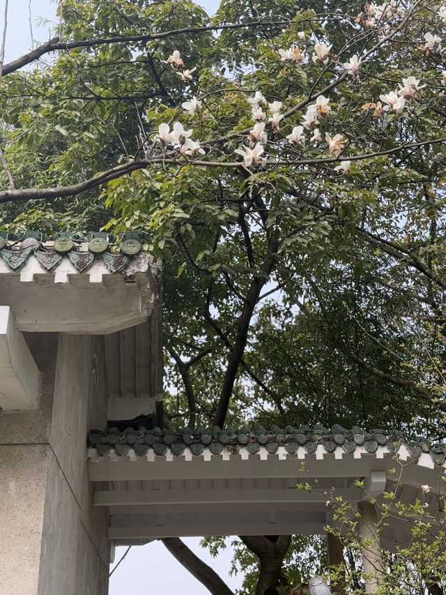 重慶鵝嶺公園山茶花傲然綻放，中式意境十足！