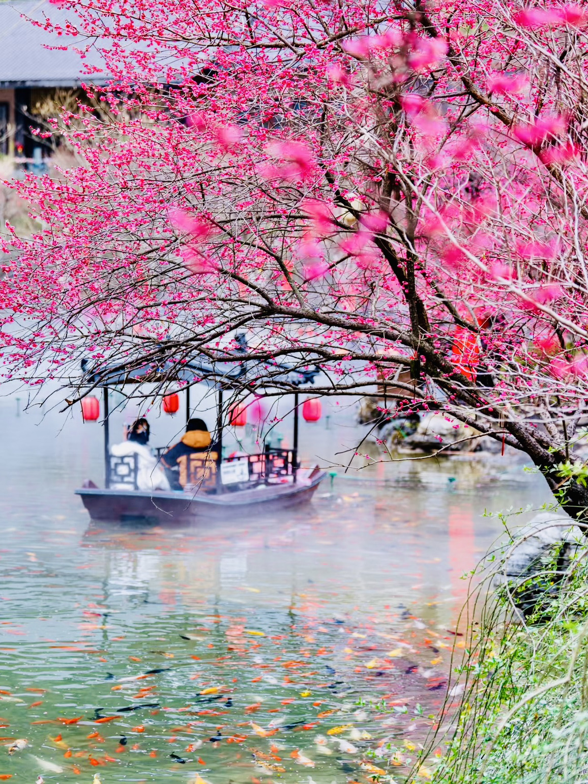 Cherry blossom at Gexian Village | Trip.com Yanshan