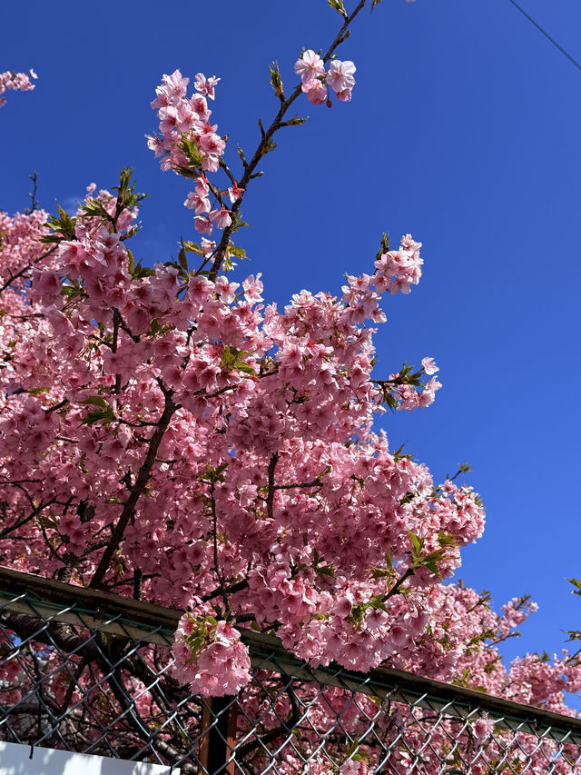 河津桜の美しさに感動！