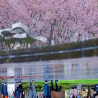 雨中櫻影 | 靜安雕塑公園限定浪漫🌸